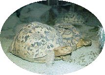 動物とさかなの生きざま