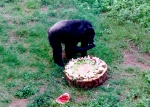 �W���j�[�o��