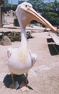 �����C���y���J��