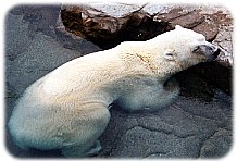 kuma